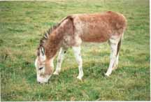 Joker the donkey
